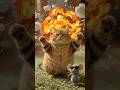 Gray Mouse And Orange Cat Shortvideo Cat Animation Mouse Shortsvideo
