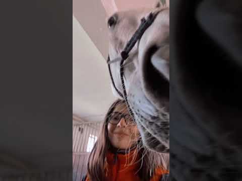 První vlog z koní🤍