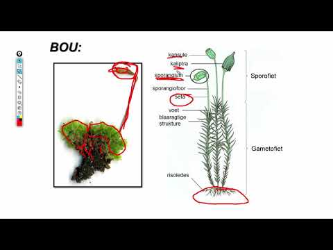 Lewenswetenskappe GR11 Plantdiversiteit Briofiete Mosse
