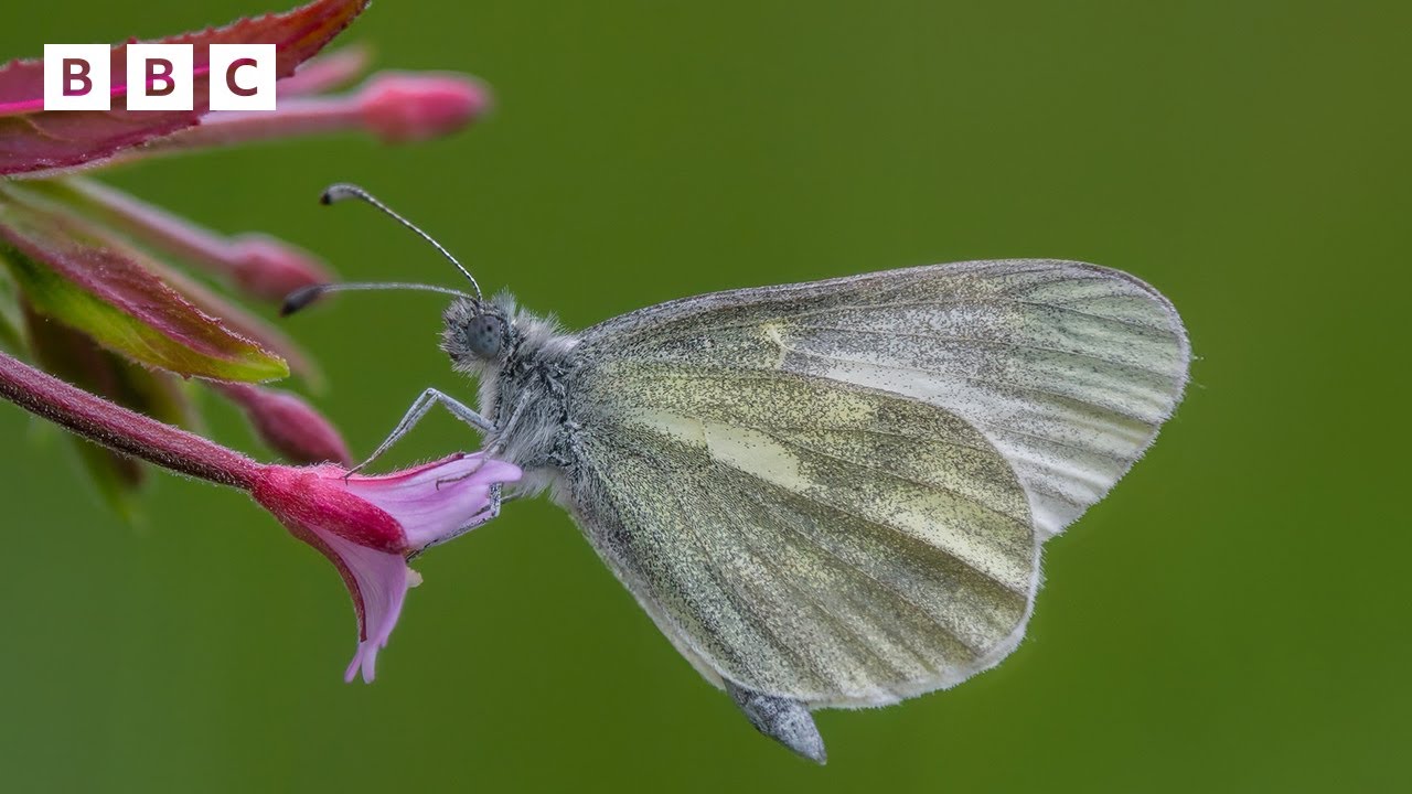 🔴 LIVE wildlife cameras 🦉 6 June 🌺 BBC Springwatch 2025