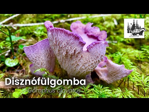 Disznófülgomba