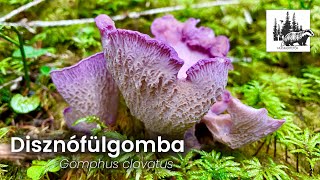 Disznófülgomba – fajismertető videó