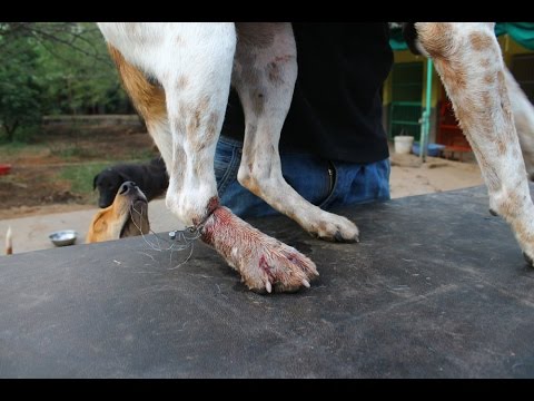 Rescatan a un perro con una herida muy fea en la pata