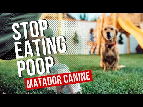 How To Stop My Dog Eating Cats Poop? Or His?