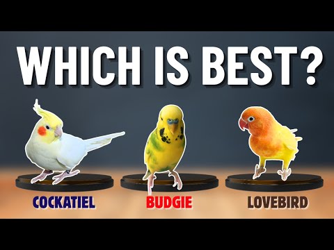 Cockatiel VS Budgie VS Lovebird: Which Bird is BEST for You?