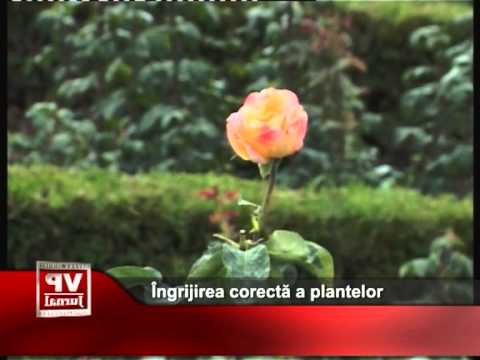 Îngrijirea corectă a plantelor