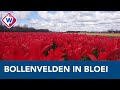 Bloembollenvelden in de Bollenstreek staan in bloei - OMROEP WEST