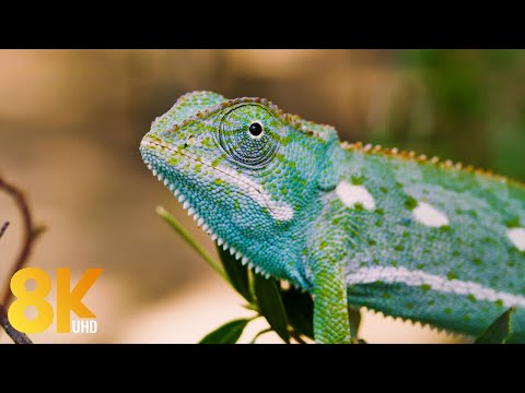 Amazing Wildlife - 8K Documentary Film about Wild Animals of Okavango Delta, Botswana