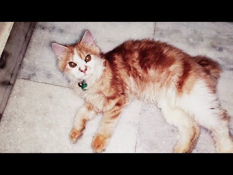 Cat Play | Happy Cat | Kitten Video 