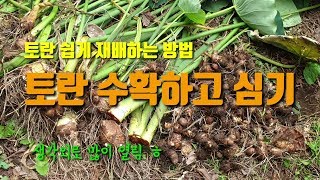 토란 쉽게 재배하는 방법 알토란 수확하고 바로 심기 토란병해충방제 및 밑거름