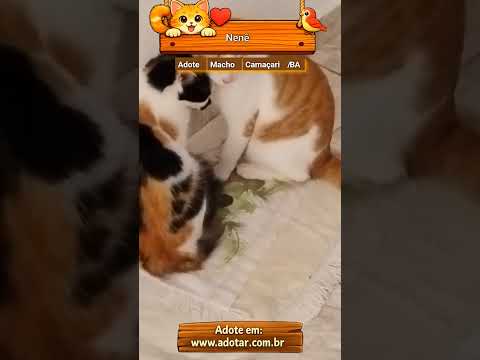 Vídeo de Nenê 