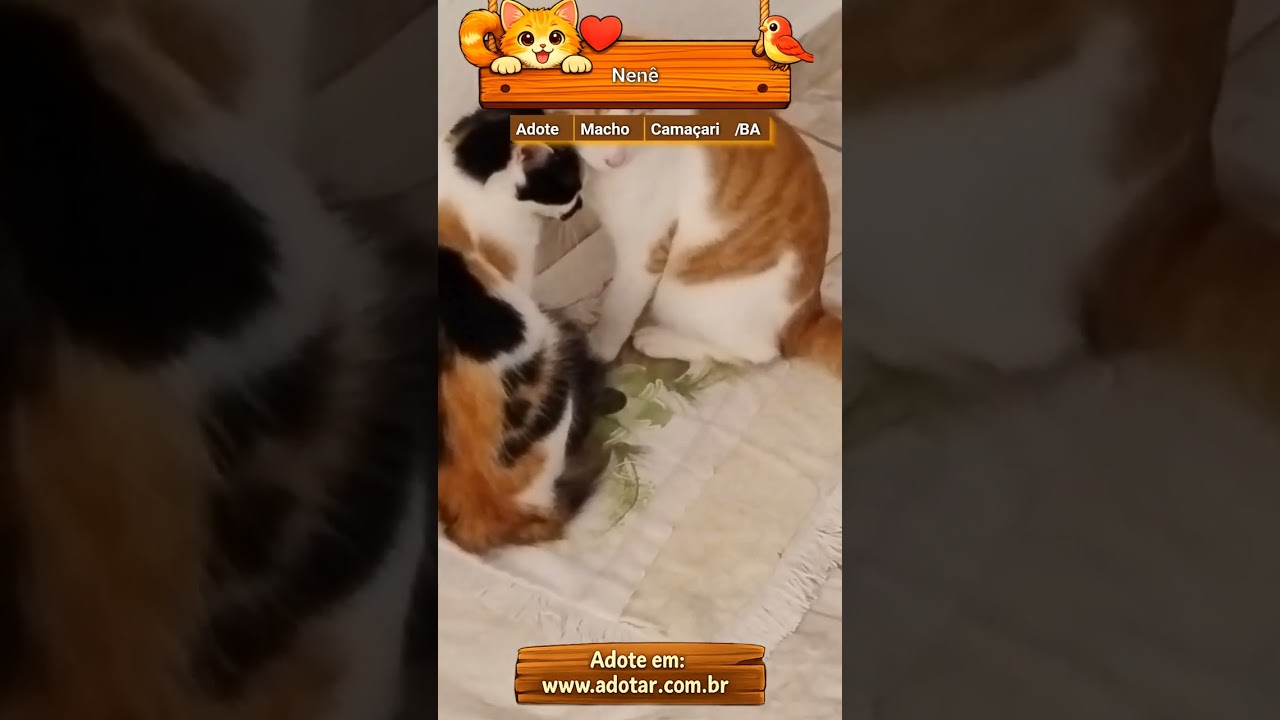 Gato raça SRD-ViraLata idade 2 anos nome Nenê 