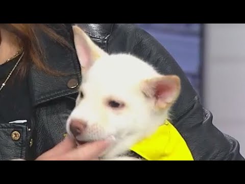 You will be thankful for this puppy - YouTube