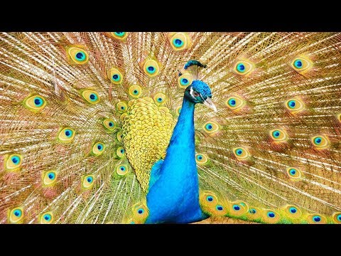 Peacock Dance - Amazing Peacock Dance Display