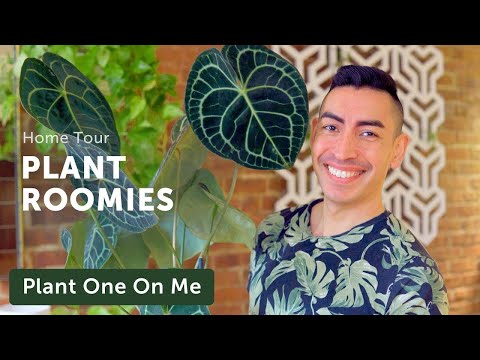 Apartment-with-Roomie Houseplant Home Tour — Ep. 230