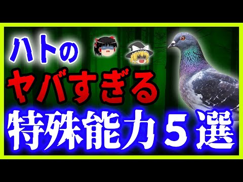 ハトを永久に遠ざけるにはどうすればいいですか？本当に役立つヒントとコツ  庭園