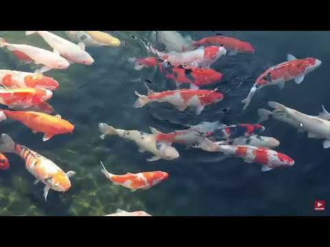 4K Beautiful Relax Music Sleep with Japanese Koi Carp Fish   Meditation, Study Music, Spa, Yoga   Yo
