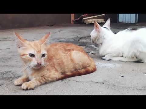 Spy Dem Nechar Veediyo Kait AA245