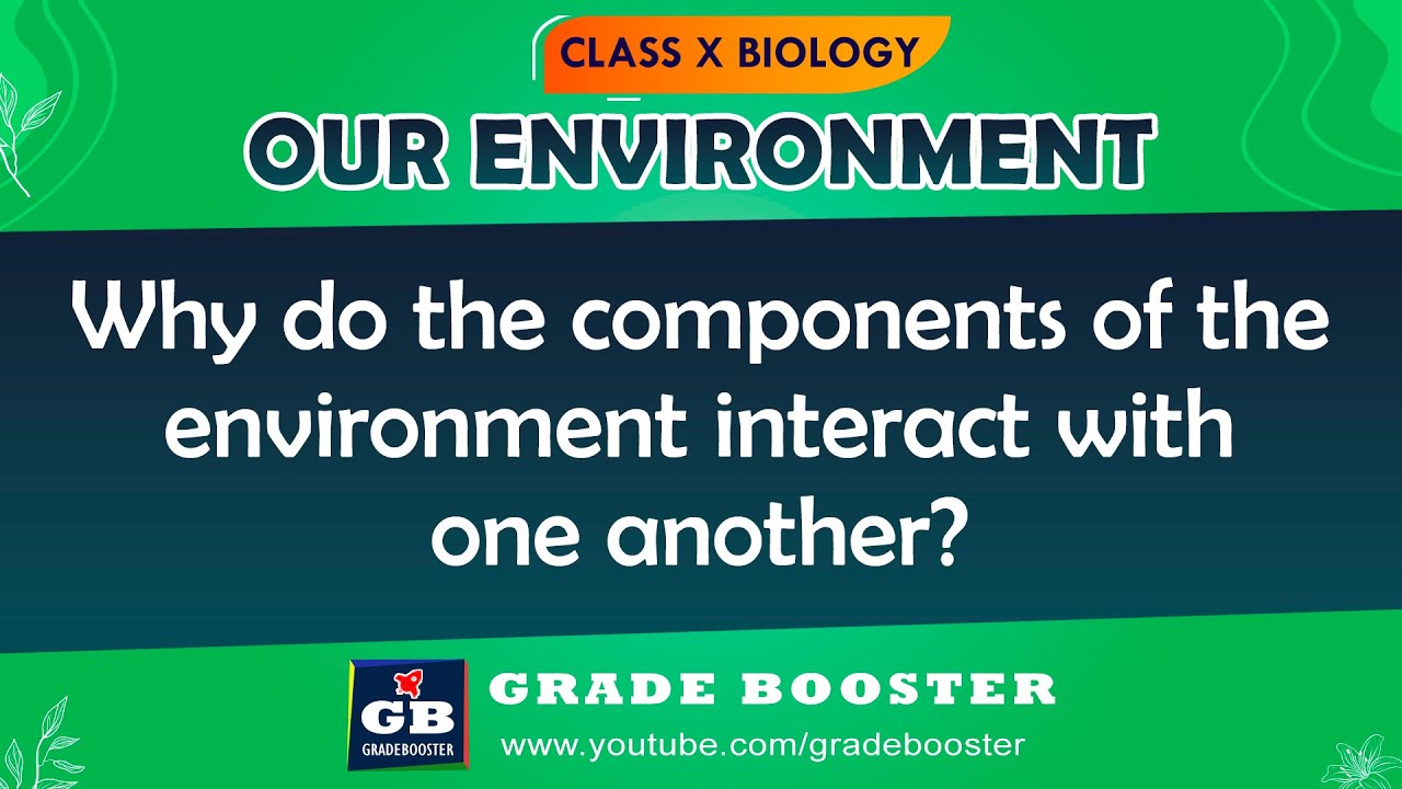 Our Environment | CBSE Class 10 Science (Biology) in hindi | Food chains & Food Web  | NCERT #shorts