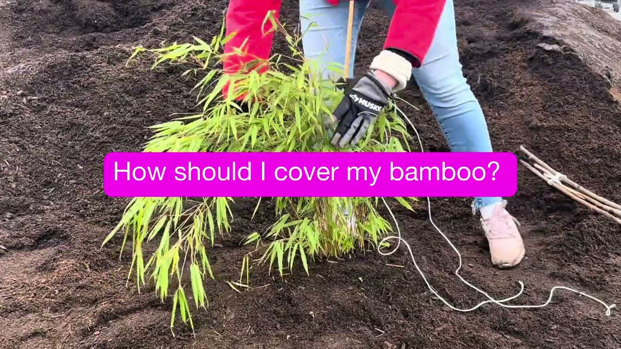 Get Your Plants Ready for Winter | Bamboo