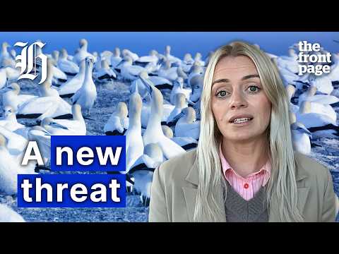Thumbnail for How H5N1 reached NZ and what it means for our birds | The Front Page