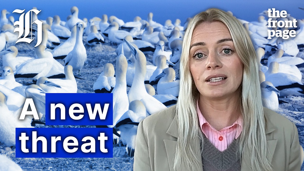 How H5N1 reached NZ and what it means for our birds | The Front Page