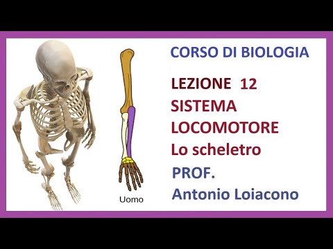 BIOLOGY COURSE - Lesson 12 - LOCOMOTOR SYSTEM - The Skeleton