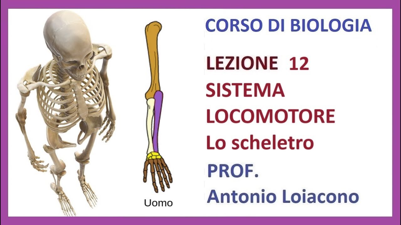 CORSO DI BIOLOGIA - Lezione 12 - APPARATO LOCOMOTORE - Lo scheletro