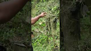 Download lagu EXTRA JUMBO SERUT BONSAI | Care and Transferring to Super Jumbo Media | Pruning Serut Bonsai mp3 Download lagu EXTRA JUMBO SERUT BONSAI | Care and Transferring to Super Jumbo Media | Pruning Serut Bonsai mp3
