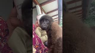 Download lagu Our monkey is just chilling while we drink our coffee #animals #monkey #coffee mp3 Download lagu Our monkey is just chilling while we drink our coffee #animals #monkey #coffee mp3
