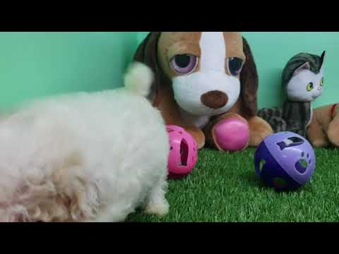 Maltipoo Puppy- Male- Johnny
