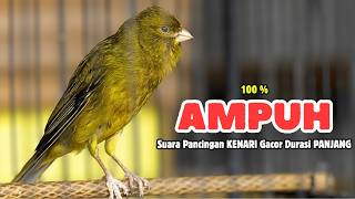 Download lagu Kenari GACOR Panjang Suara PANCINGAN Kenari PAUD Belajar Bunyi Ngeriwik || Masteran Kenari Paud #772 mp3 Download lagu Kenari GACOR Panjang Suara PANCINGAN Kenari PAUD Belajar Bunyi Ngeriwik || Masteran Kenari Paud #772 mp3