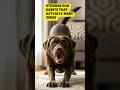 Strange Dog Habits That Actually Make Sense