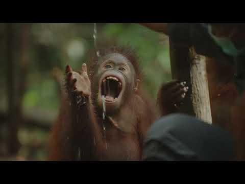 SIZZLE | ORANGUTAN JUNGLE SCHOOL SEASON 3