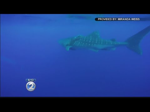 Catamaran cruise workers cut whale shark free from net off Kauai coast