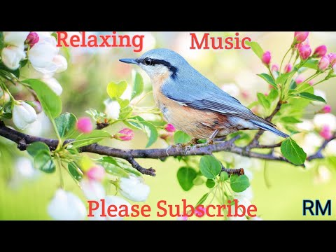 Beautiful Relaxing birds music🌹Rashika music