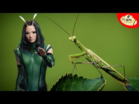 Mantis Real Life Superpowers