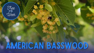 Tree of the Week: American Basswood
