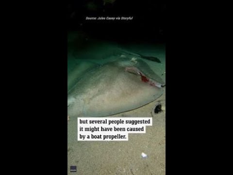 Diver encounters an injured stingray resting underneath a pier