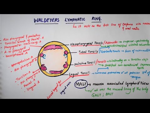 Waldeyer's Lymphatic Ring /Tonsillar Ring