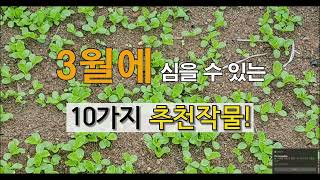 '23년 3월에 심을 수 있는 10가지 추천 작물! #주말농장 , 도시 텃밭가꾸기.