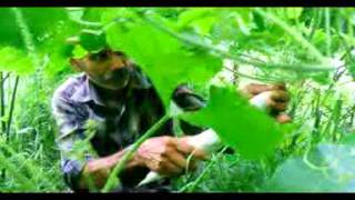 Save agriculture(കൃഷിയെ സംരക്ഷിക്കുക) malayalam documentary clip - directed by firos maranchery