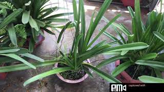 Lan rừng Buôn Đôn xin chân thành cảm ơn a chị a