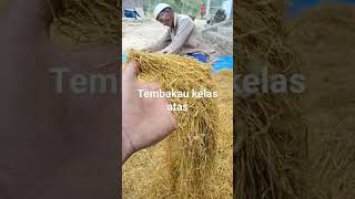Download lagu tembakau madura mp3