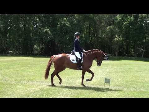 Fransien Smit met Issi L1 dressuur Hattem 5 juni 2017