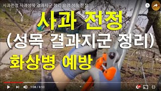 [사과재배]사과전정 사과성목 결과지군 정리 요령 ㆍ화상병예방ㆍ통풍이 중요