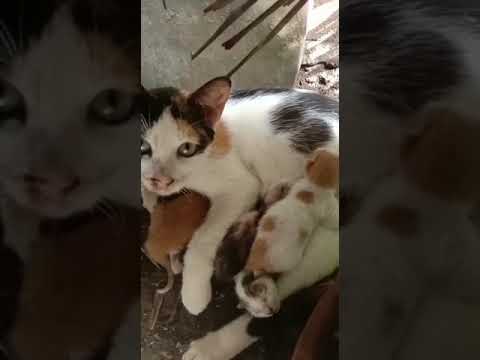 MOMMY CATS FEEDING THE KITTENS #shorts  #cats #meow #pets #kitten
