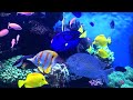 Aquarium 4K VIDEO (ULTRA HD) 🐠 Sea Animals With Relaxing Music - Rare \u0026 Colorful Sea Life Video