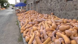80 стотинки за килограм струва тиквата при производителите в с. Горски извор