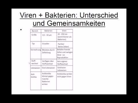 Viren und Baktieren: Unterschiede und Gemeinsamkeiten